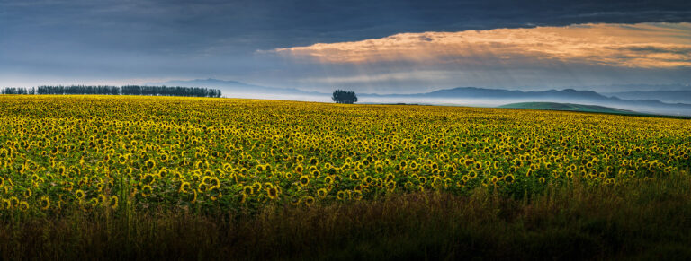 Ma Yanping - Daylight